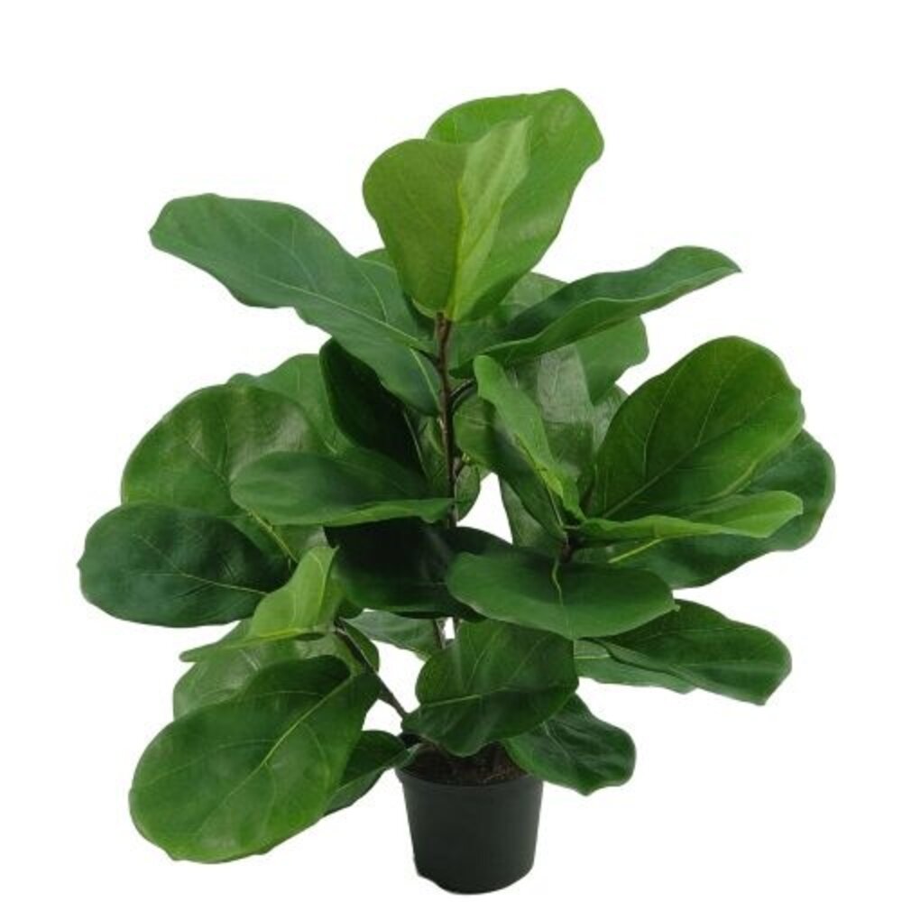 Greenmoods Kunstig Fiolinfiken Plante i Potte 45cm