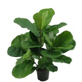Greenmoods Kunstig Fiolinfiken Plante i Potte 45cm Greenmoods Kunstig Fiolinfiken Plante i Potte 45cm