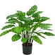 Greenmoods Kunstig Calathea Makoyana Fyldig 75cm