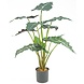 Greenmoods Kunstig  Alocasia 67cm