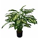 Greenmoods Kunstig Dieffenbachia Deluxe 75cm