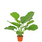 Greenmoods Kunstig Calathea Bønneplante 46cm Greenmoods Kunstig Calathea Bønneplante 46cm