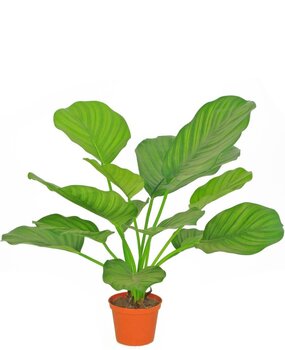 Greenmoods Kunstig Calathea Bønneplante 46cm Greenmoods Kunstig Calathea Bønneplante 46cm