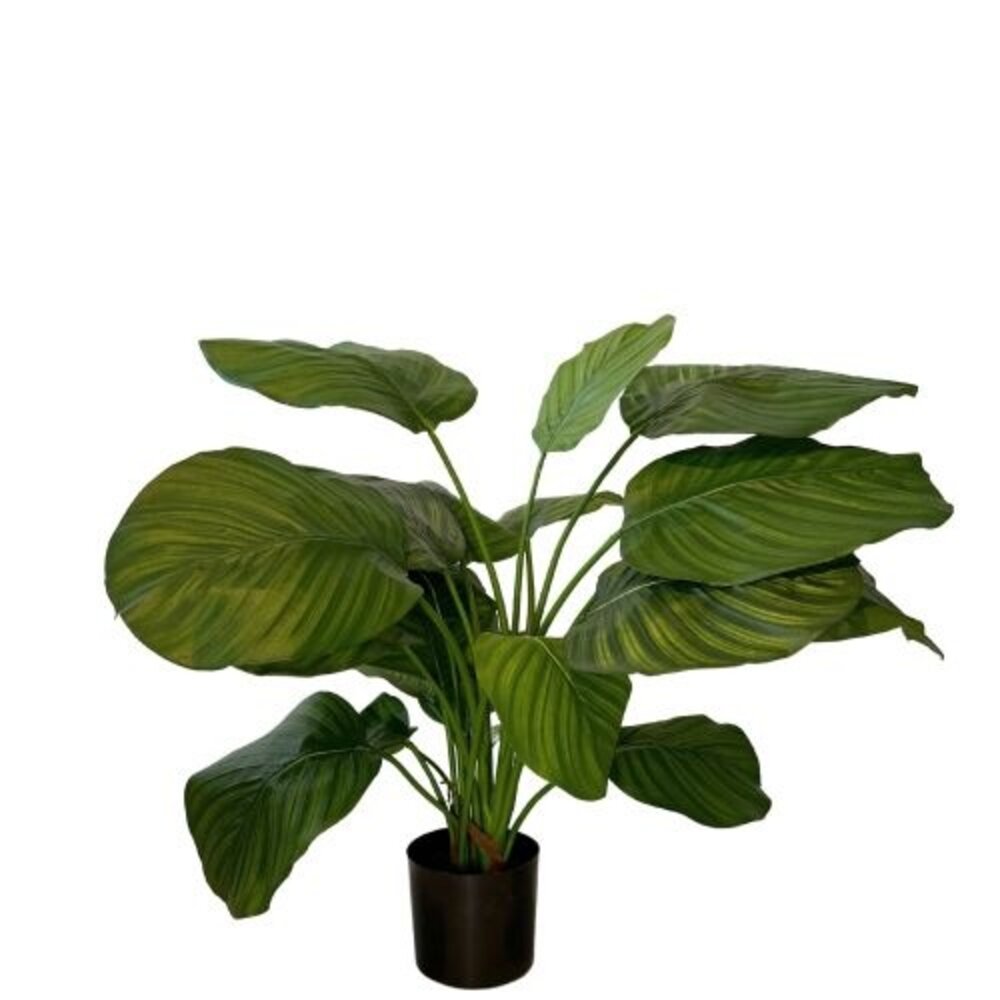 Greenmoods Kunstig Calathea Fasciata Fyldig 72cm