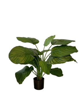 Greenmoods Kunstig Calathea Fasciata Fyldig 72cm Greenmoods Kunstig Calathea Fasciata Fyldig 72cm