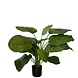 Greenmoods Kunstig Calathea Fasciata Fyldig 72cm
