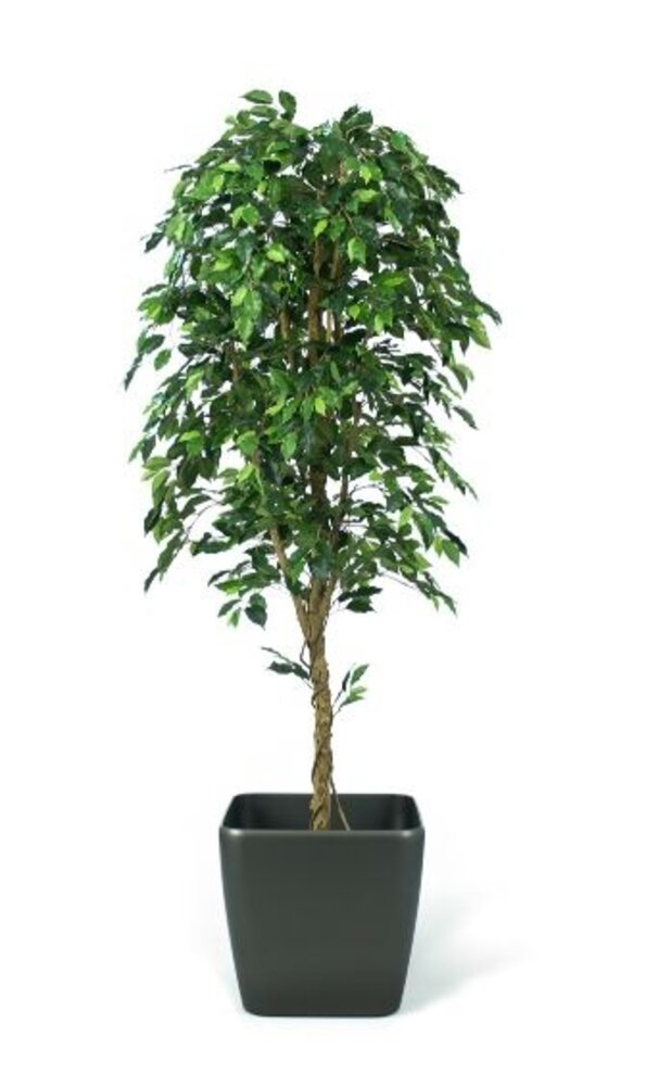 Greenmoods Kunstig Fat Fikus 240cm