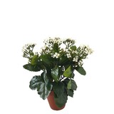 Greenmoods Kunstig Ildtopp Hvit 31cm