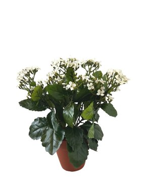 Greenmoods Kunstig Ildtopp Hvit 31cm