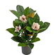 Greenmoods Kunstig Magnolia i Potte 46cm