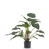 Greenmoods Kunstig Alocasia Cucullata 53 cm Greenmoods Kunstig Alocasia Cucullata 53 cm