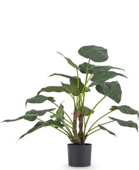 Greenmoods Kunstig Alocasia Cucullata 53 cm Greenmoods Kunstig Alocasia Cucullata 53 cm
