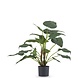 Greenmoods Kunstig Alocasia Cucullata 53 cm