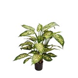 Greenmoods Kunstig Diffenbachia 68cm Greenmoods Kunstig Diffenbachia 68cm