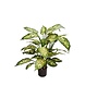 Greenmoods Kunstig Diffenbachia 68cm