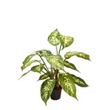Greenmoods Kunstig Diffenbachia 40cm Greenmoods Kunstig Diffenbachia 40cm