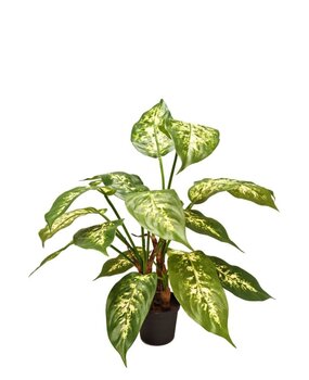 Greenmoods Kunstig Diffenbachia 40cm Greenmoods Kunstig Diffenbachia 40cm