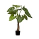 Greenmoods Kunstig Alocasia Calidora 80cm