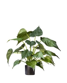 Greenmoods Kunstig Alocasia i Potte 51cm Greenmoods Kunstig Alocasia i Potte 51cm