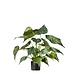Greenmoods Kunstig Alocasia i Potte 51cm
