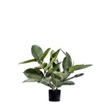 Greenmoods Kunstig Fikus Gummiplante i Potte 51cm Greenmoods Kunstig Fikus Gummiplante i Potte 51cm