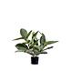 Greenmoods Kunstig Fikus Gummiplante i Potte 51cm