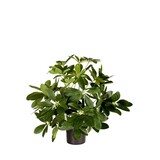 Greenmoods Kunstig Baby Schefflera i Potte 45cm Greenmoods Kunstig Baby Schefflera i Potte 45cm
