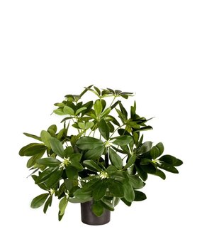 Greenmoods Kunstig Baby Schefflera i Potte 45cm Greenmoods Kunstig Baby Schefflera i Potte 45cm
