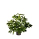 Greenmoods Kunstig Baby Schefflera i Potte 45cm