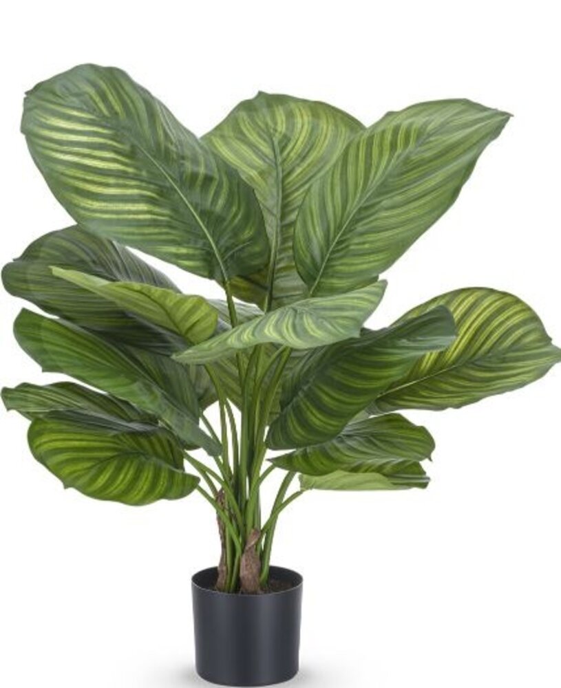 Greenmoods Kunstig Calathea Fasciata 53cm