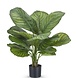 Greenmoods Kunstig Calathea Fasciata 53cm