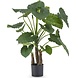 Greenmoods Kunstig Alocasia Calidora 120cm