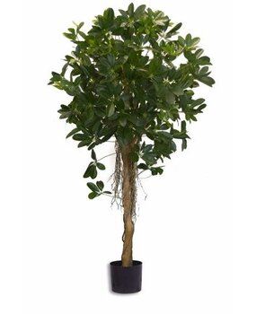 Greenmoods Kunstig Baby Schefflera 150cm Greenmoods Kunstig Baby Schefflera 150cm