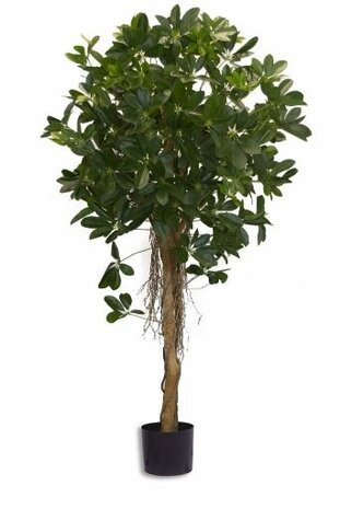 Greenmoods Kunstig Baby Schefflera 150cm
