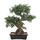 Greenmoods Kunstig Majestetisk Bonsai Tre 70cm