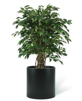 Greenmoods Kunstig Fikus Liana 120cm Greenmoods Kunstig Fikus Liana 120cm