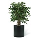 Greenmoods Kunstig Fikus Liana 120cm