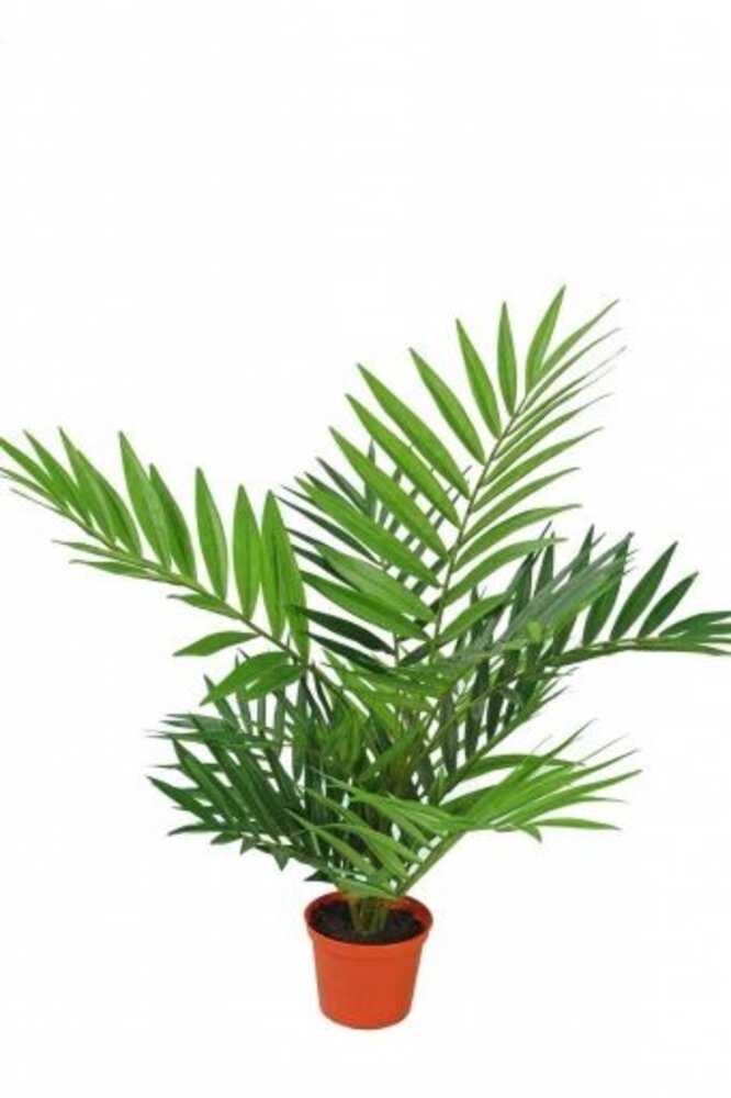 Greenmoods Kunstig Palmeplante 60cm