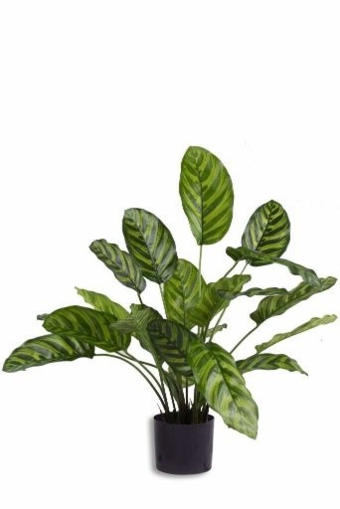 Greenmoods Kunstig Calathea Makoyana 60cm