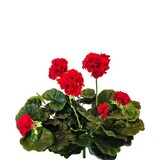 Greenmoods Kunstig Geranium Rød 40cm Greenmoods Kunstig Geranium Rød 40cm