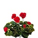 Greenmoods Kunstig Geranium Rød 40cm
