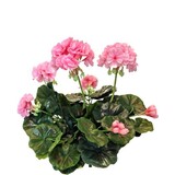 Greenmoods Kunstig Geranium Rosa 40cm Greenmoods Kunstig Geranium Rosa 40cm