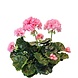 Greenmoods Kunstig Geranium Rosa 40cm