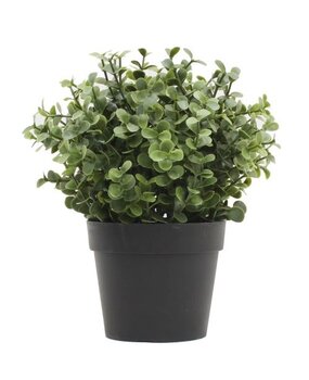 Greenmoods Kunstig Mini Buksbom i Potte UV 19cm