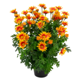 Greenmoods Kunstig Tusenfryd Oransje i Potte 31cm