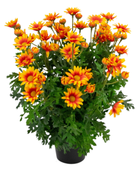 Greenmoods Kunstig Tusenfryd Oransje i Potte 31cm