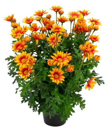 Greenmoods Kunstig Tusenfryd Oransje i Potte 31cm