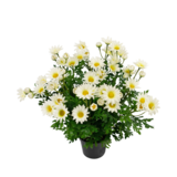 Greenmoods Kunstig Tusenfryd Hvit i Potte 31 cm Greenmoods Kunstig Tusenfryd Hvit i Potte 31 cm