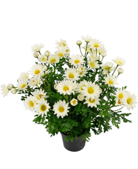 Greenmoods Kunstig Tusenfryd Hvit i Potte 31 cm Greenmoods Kunstig Tusenfryd Hvit i Potte 31 cm