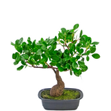 Greenmoods Kunstig Bonsai Fikus 30cm Greenmoods Kunstig Bonsai Fikus 30cm